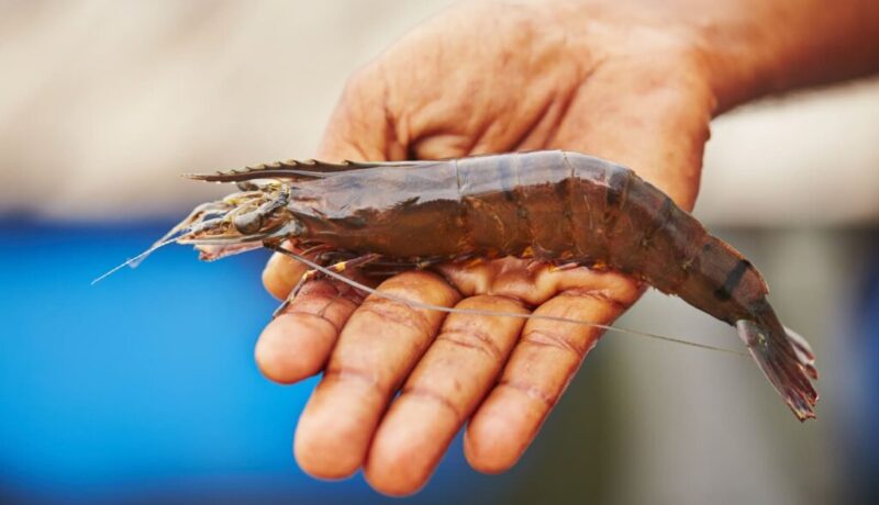 prawn-2025-02-16-11-52-53-utc (2)-68a5aec177369