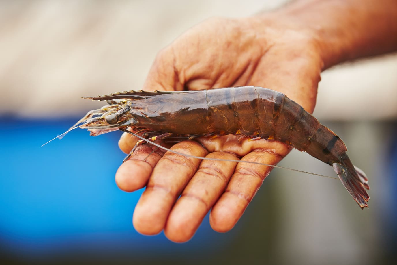 prawn-2025-02-16-11-52-53-utc (2)-68a5aec177369 prawn-2025-02-16-11-52-53-utc (2)-68a5aec177369